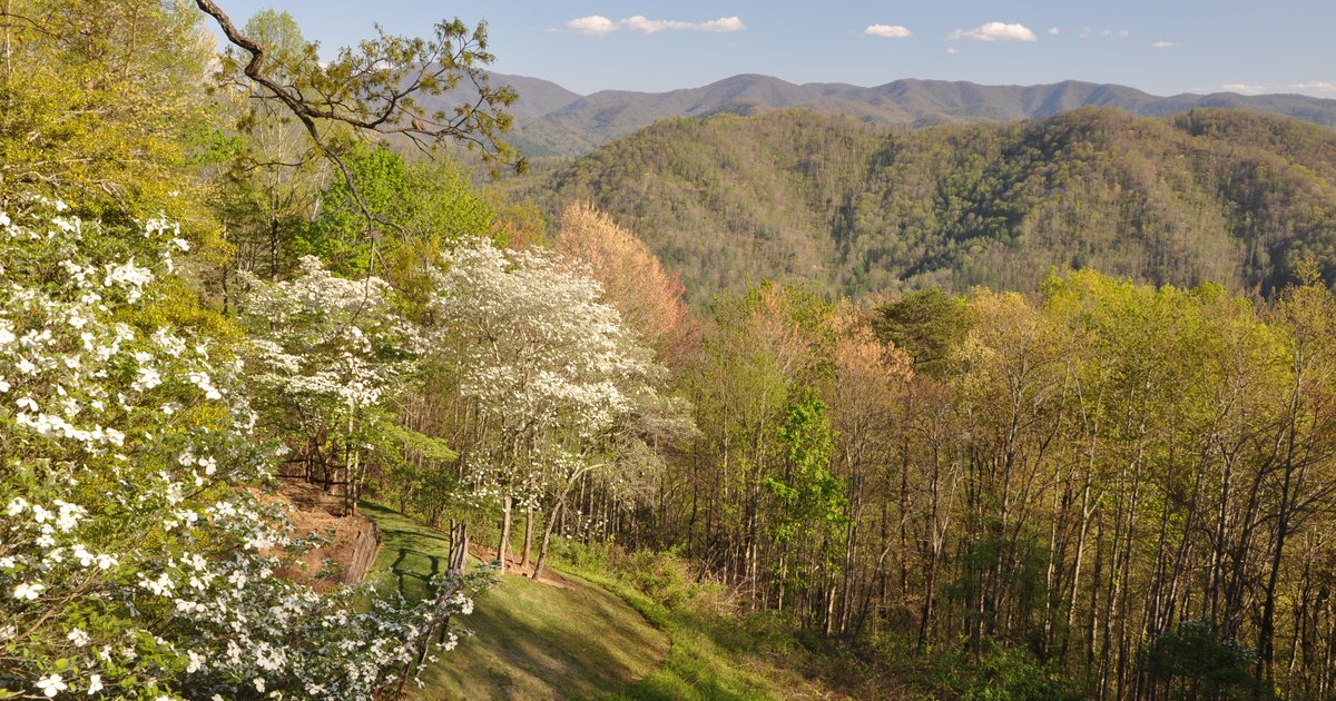 Rentals Breeden Real Estate